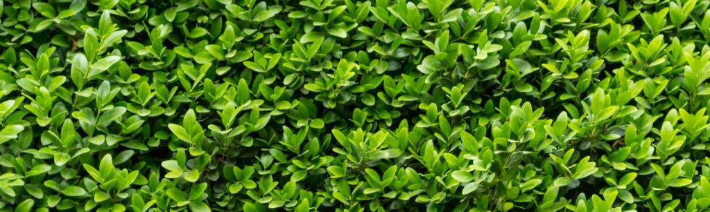 boxwood