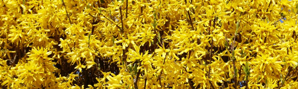 forsythia hedge