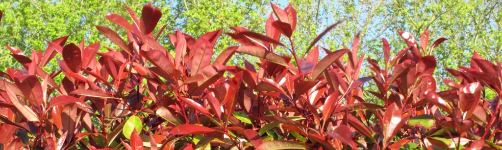 photinia hedge