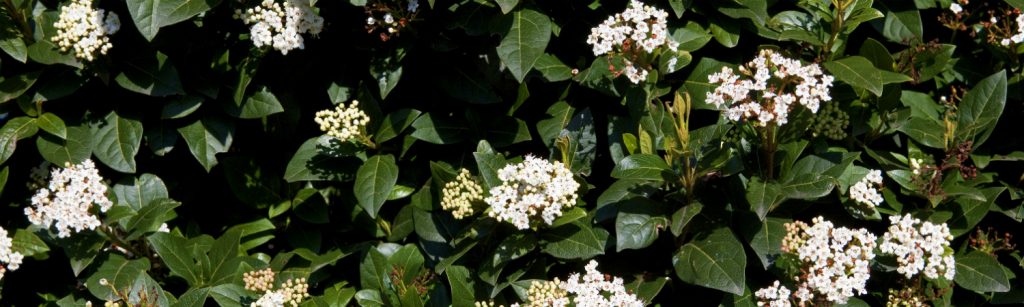 viburnum