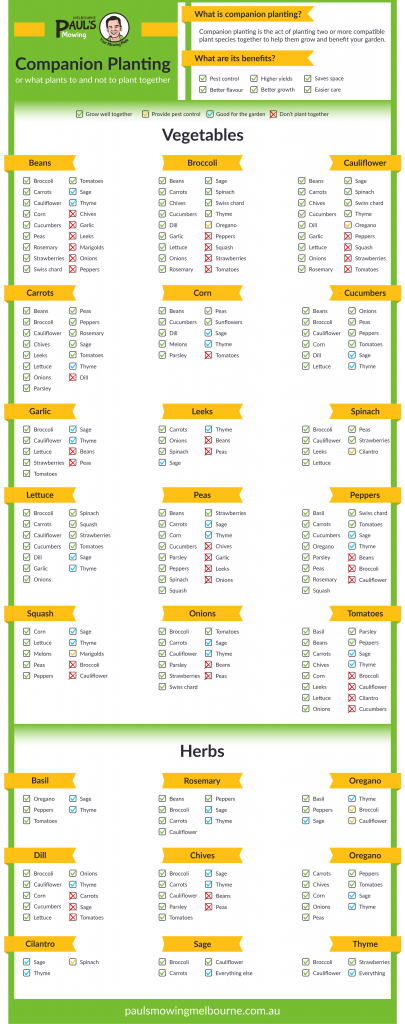 chart-companion-planting-pauls-mowing-melbourne